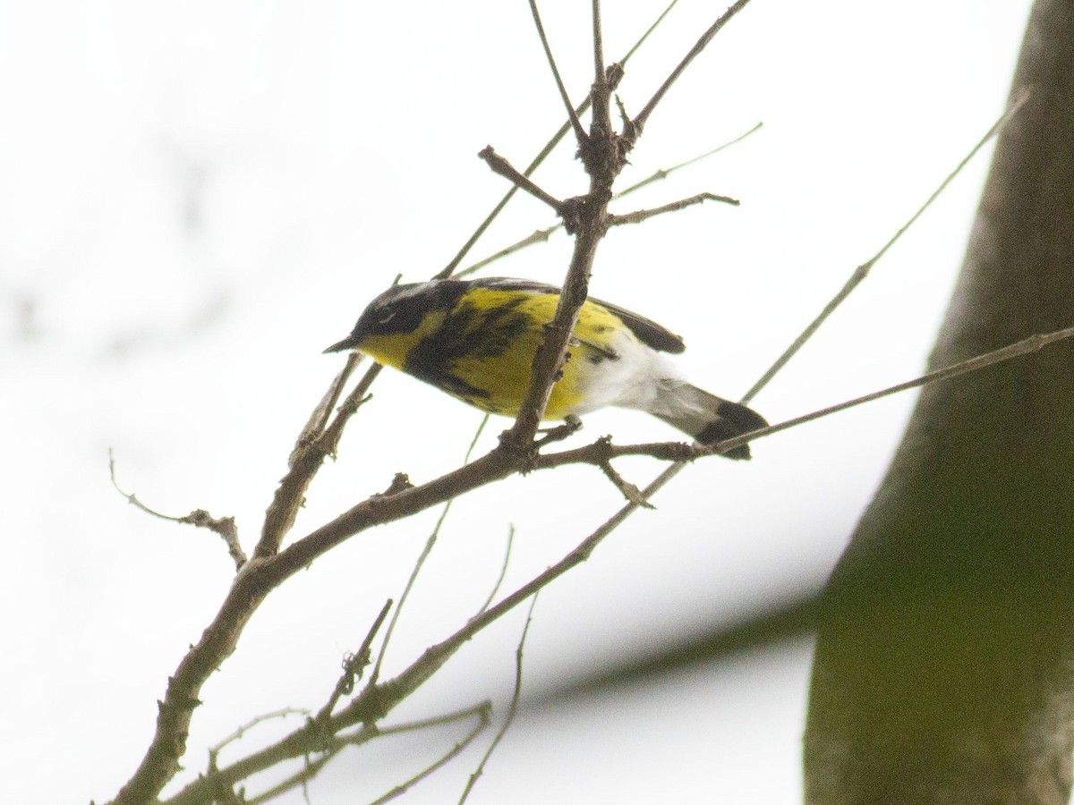 Magnolia Warbler - ML102971401