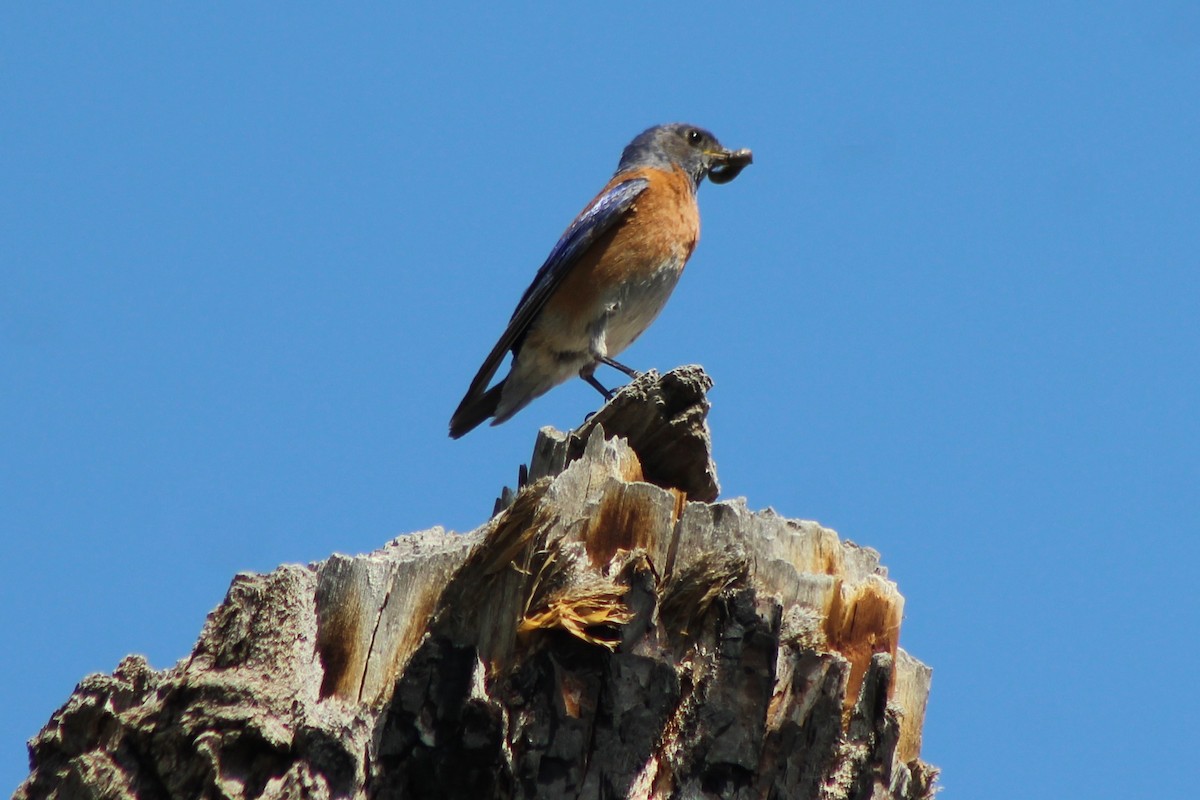 Western Bluebird - David Lerwill