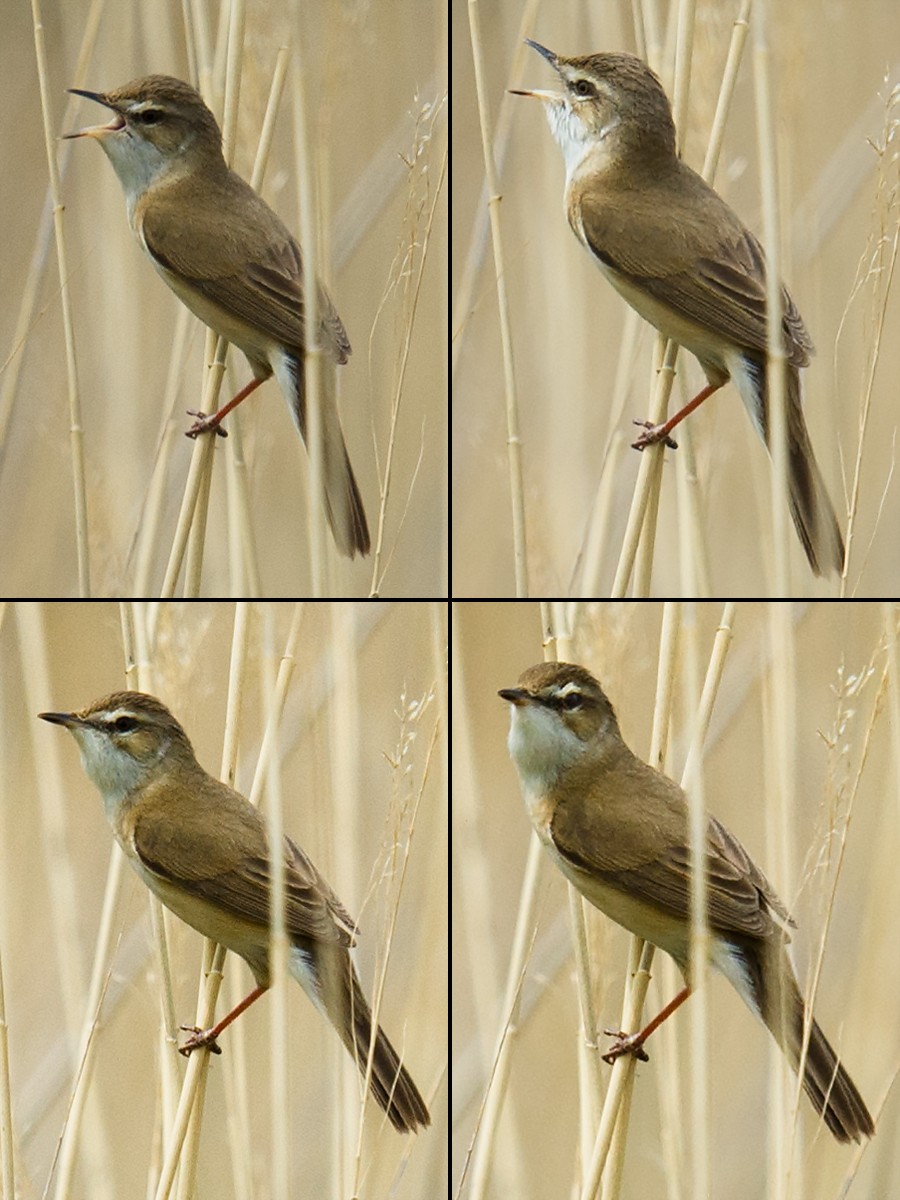 Paddyfield Warbler - ML102972511