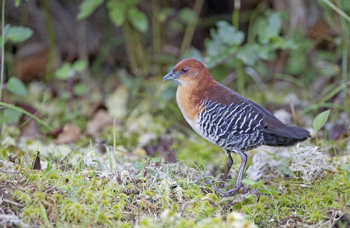 Rufous-faced Crake - Ciro Albano