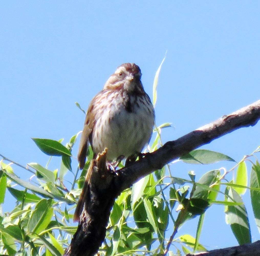 Song Sparrow - ML102974241