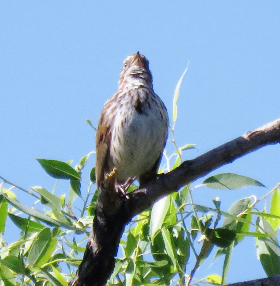 Song Sparrow - ML102974251