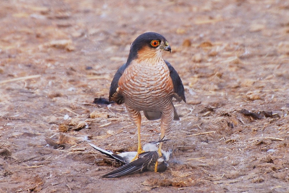 Eurasian Sparrowhawk - Krzysztof Deoniziak