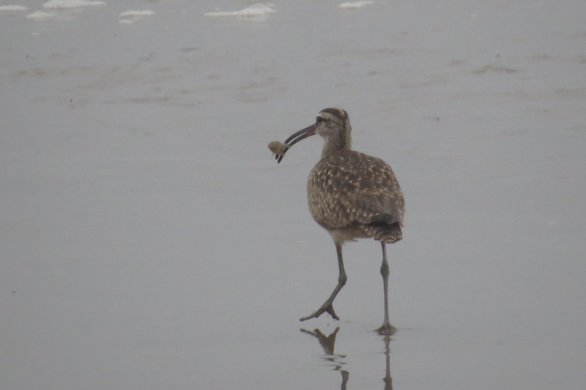 Whimbrel - ML102974461