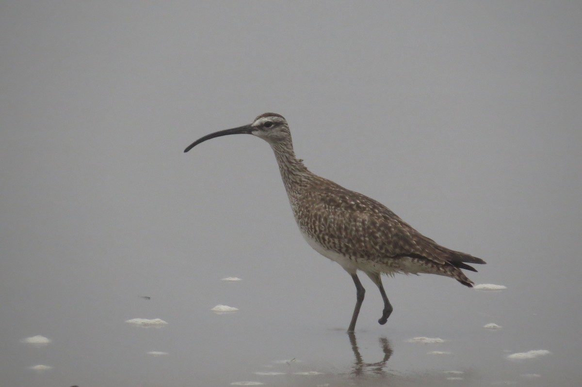 Whimbrel - ML102974471