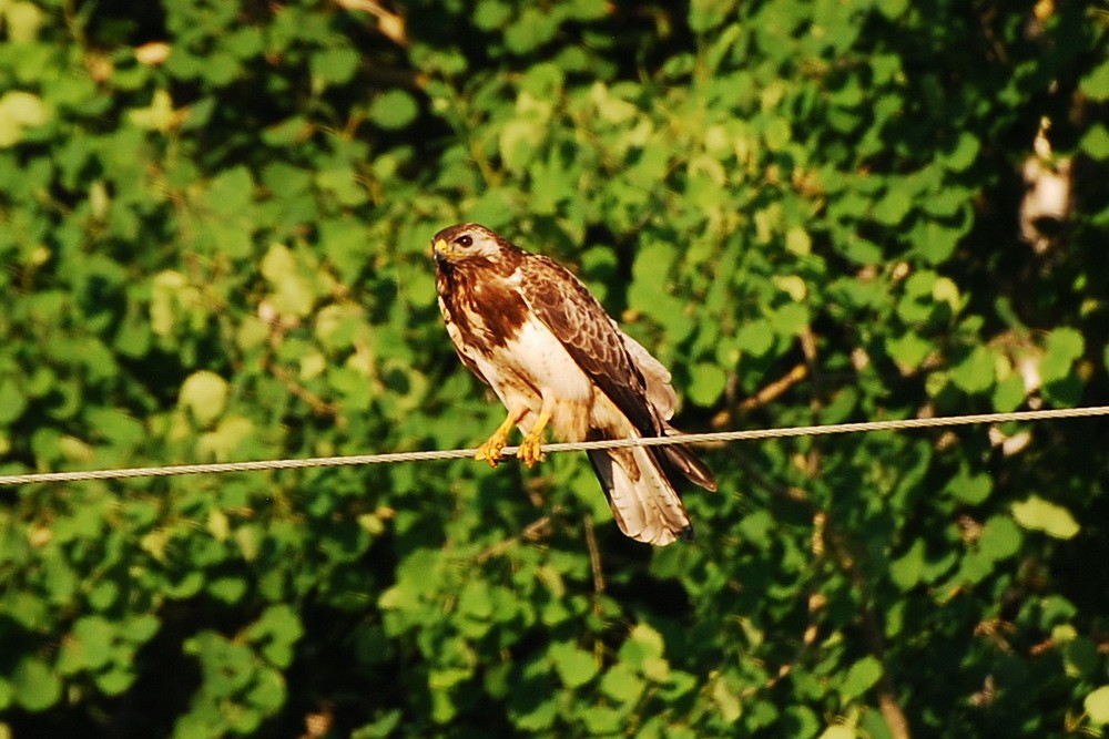 Common Buzzard - ML102974481