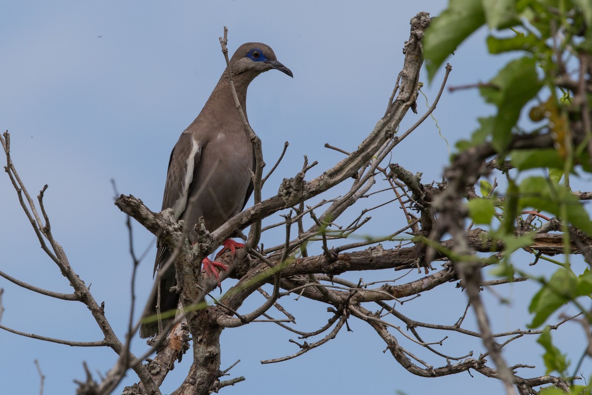 West Peruvian Dove - ML102974521