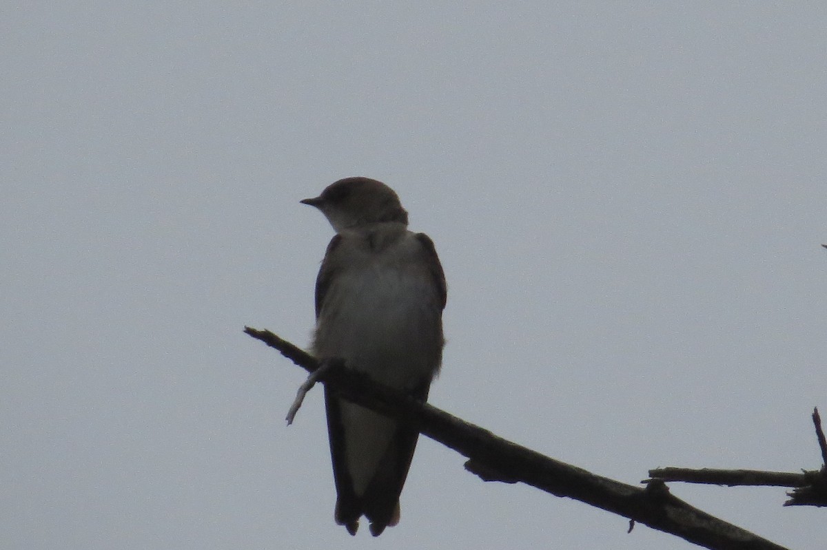 Hirondelle à ailes hérissées - ML102975971