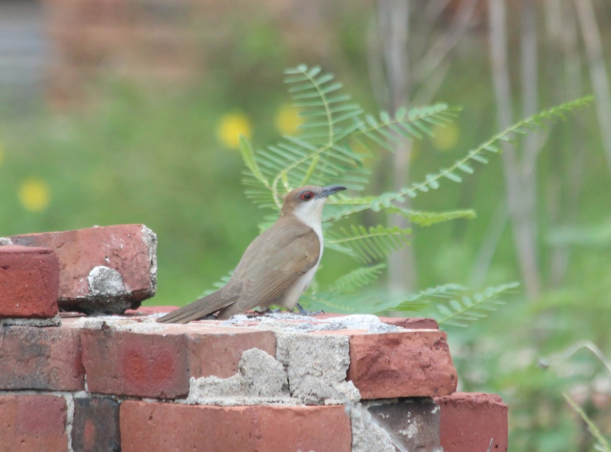 Black-billed Cuckoo - ML102978311