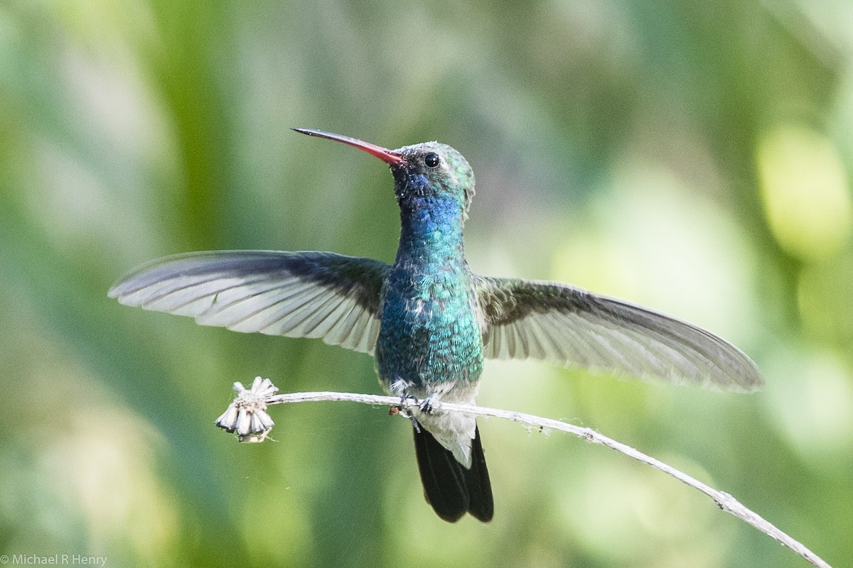 Colibrí Piquiancho Común - ML102979781