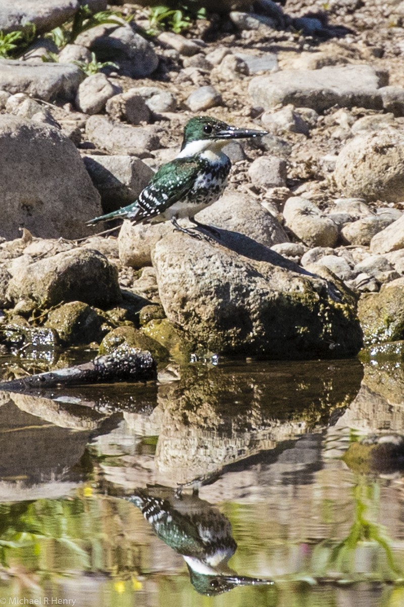 Green Kingfisher - ML102979861