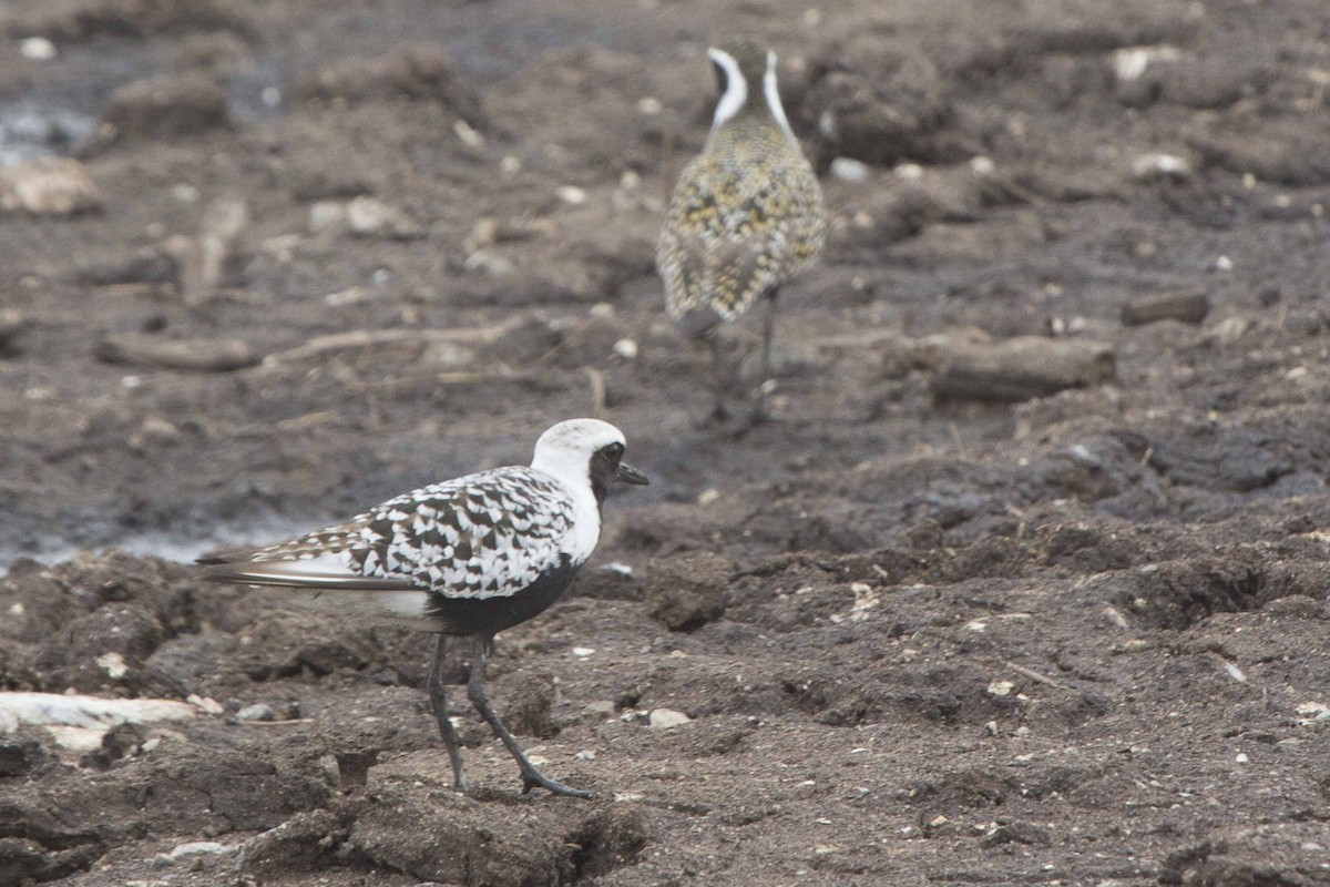 Black-bellied Plover - ML102980051