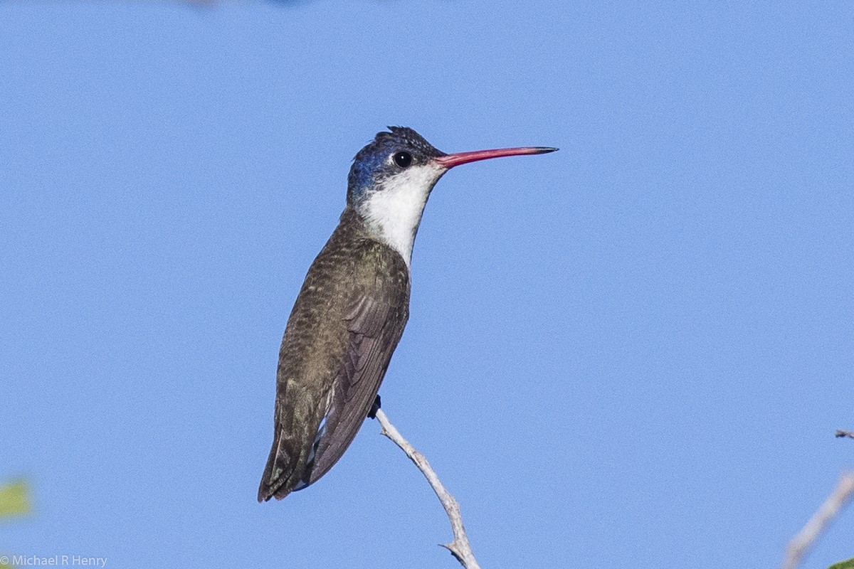 Violet-crowned Hummingbird - ML102980851