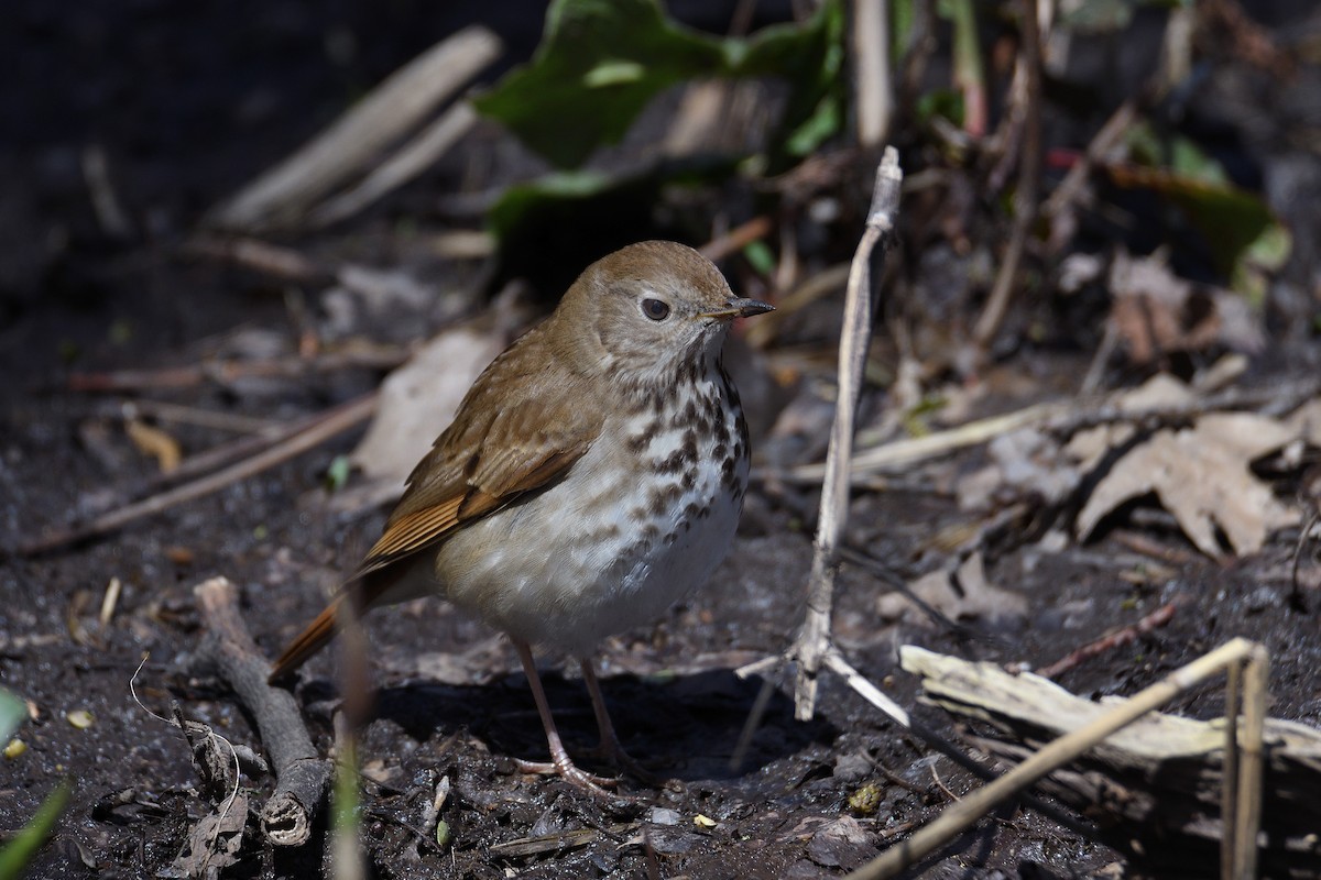 Hermit Thrush - ML102981801