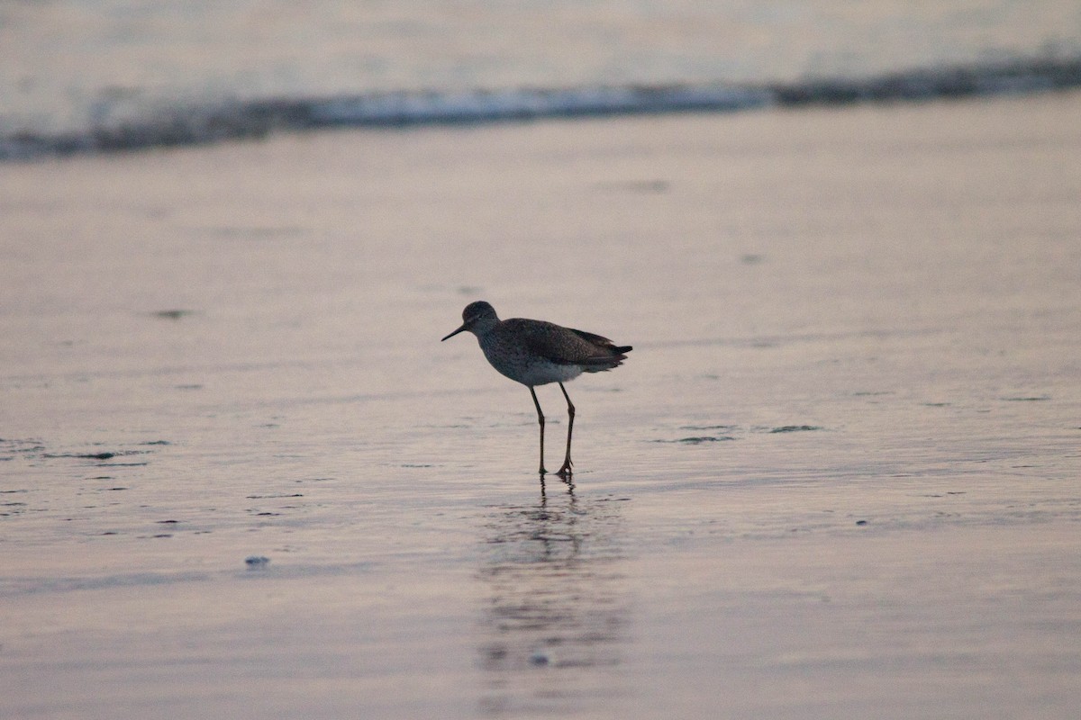 Lesser Yellowlegs - ML102981831