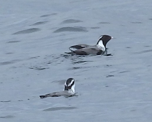 Ancient Murrelet - ML102982911