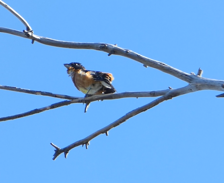 Black-headed Grosbeak - ML102983331