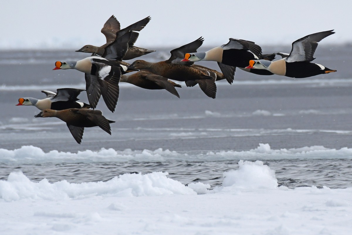 Eider à tête grise - ML102984081