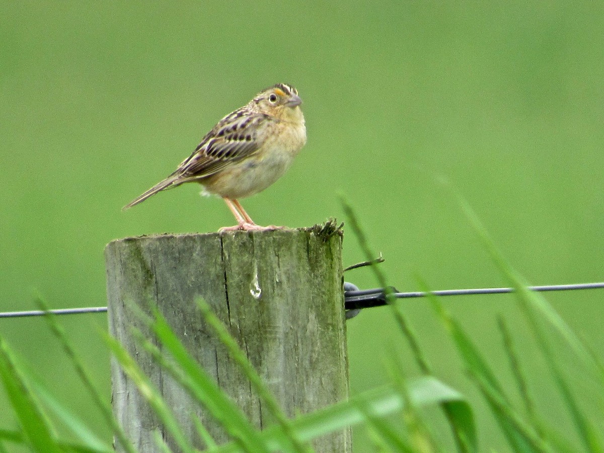 Grasshopper Sparrow - ML102984271