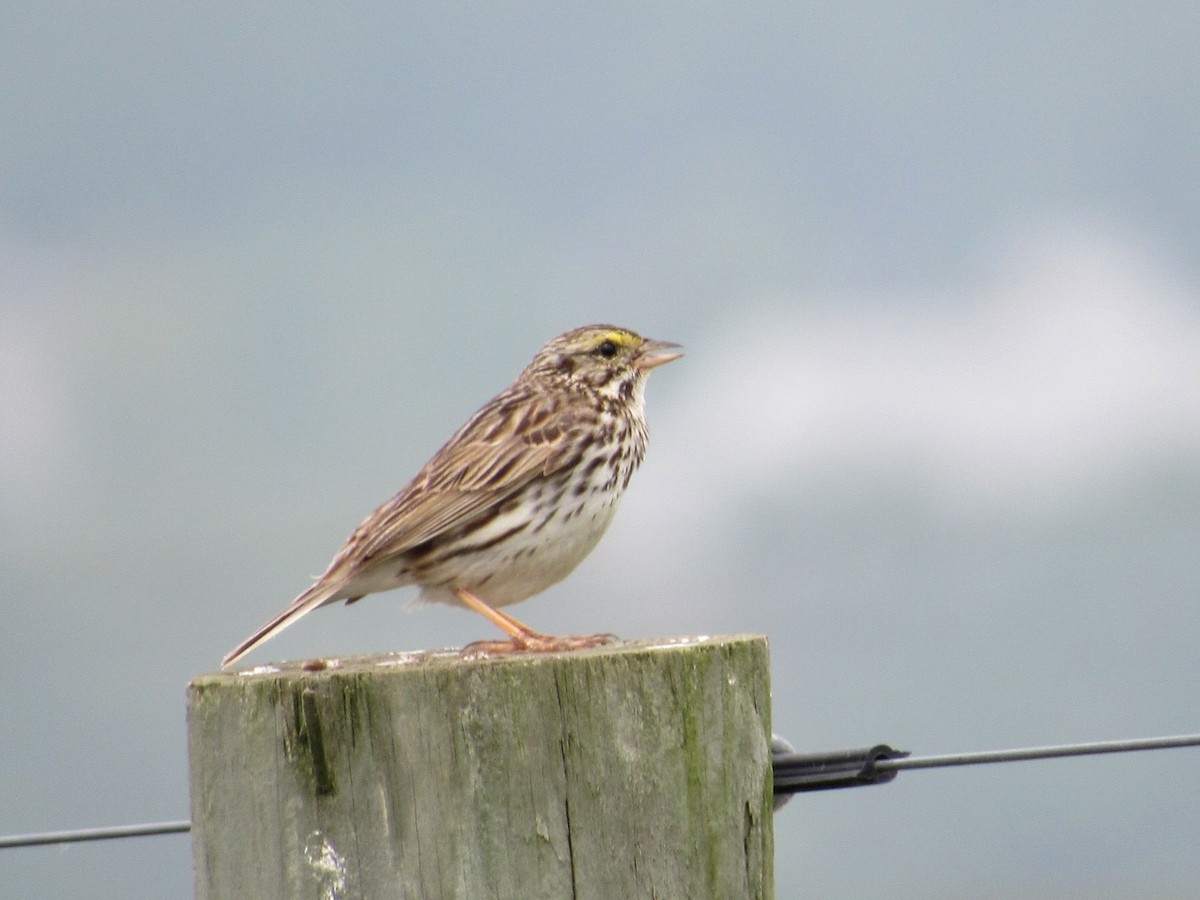 Savannah Sparrow - Kisa Weeman