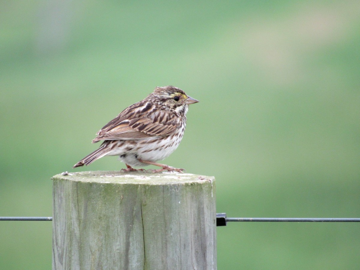 Savannah Sparrow - Kisa Weeman