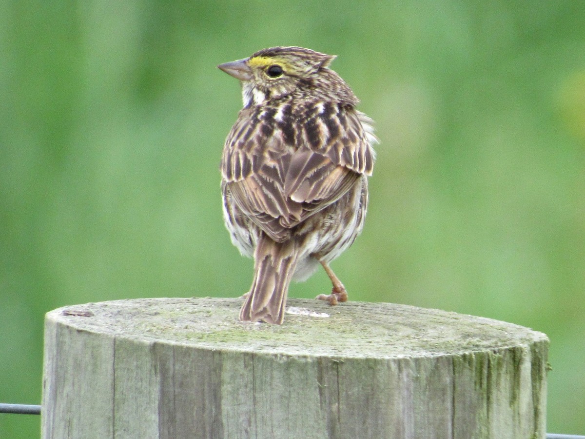 Savannah Sparrow - Kisa Weeman