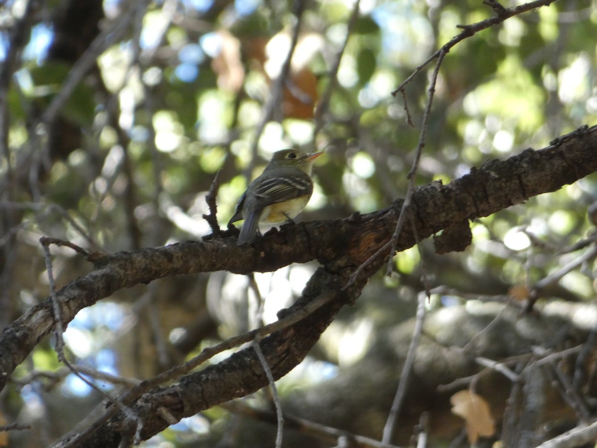 Western Flycatcher (Pacific-slope) - ML102984521