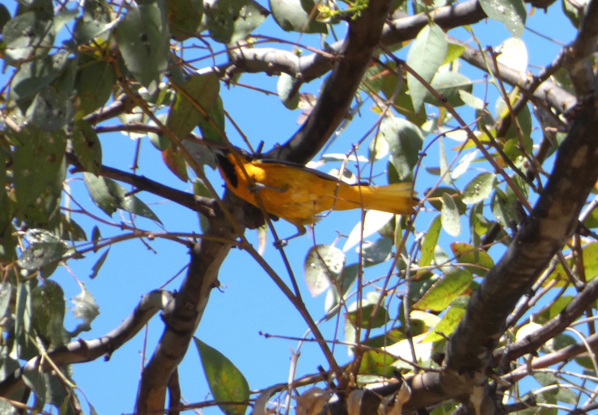 Bullock's Oriole - ML102985021