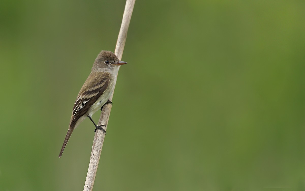 Willow Flycatcher - Ryan Schain