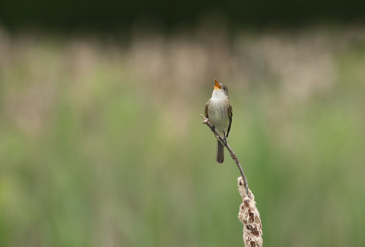 Willow Flycatcher - ML102985361