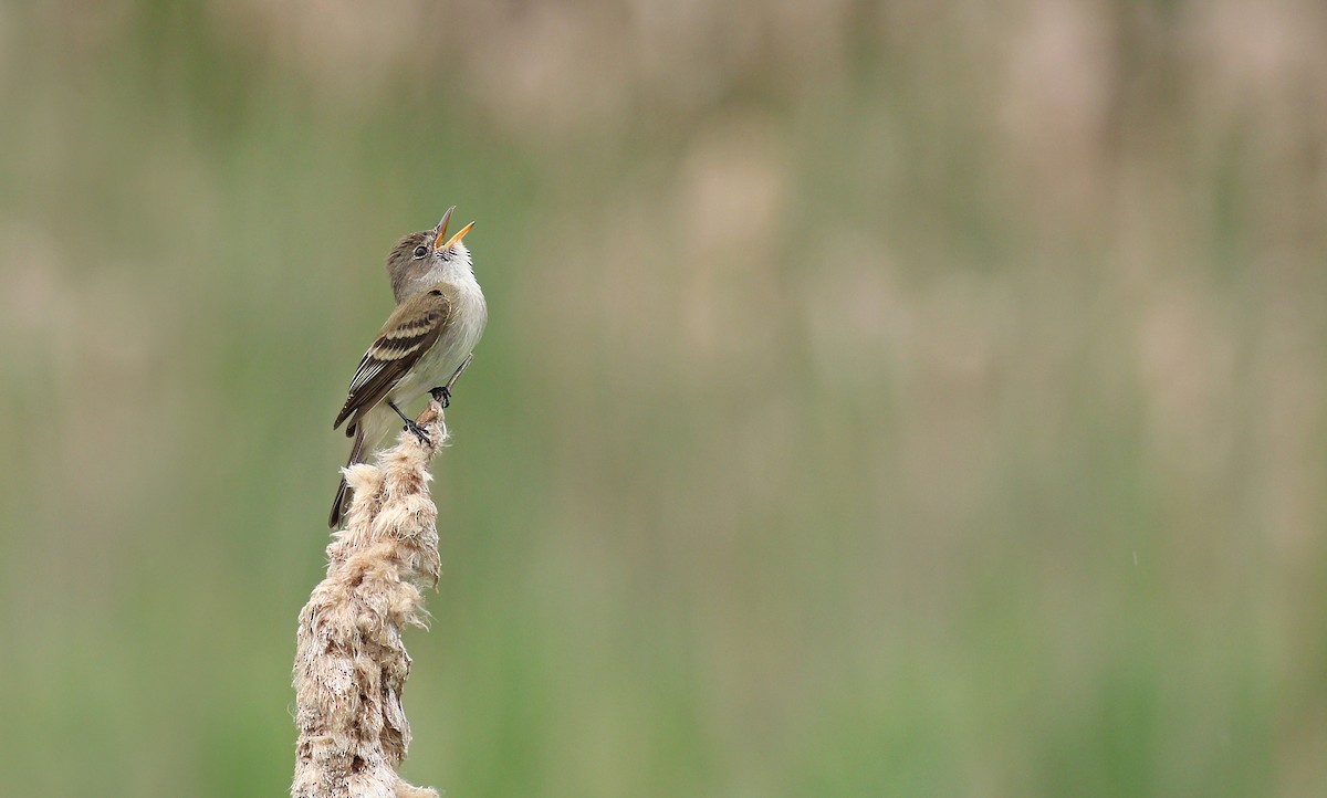 Willow Flycatcher