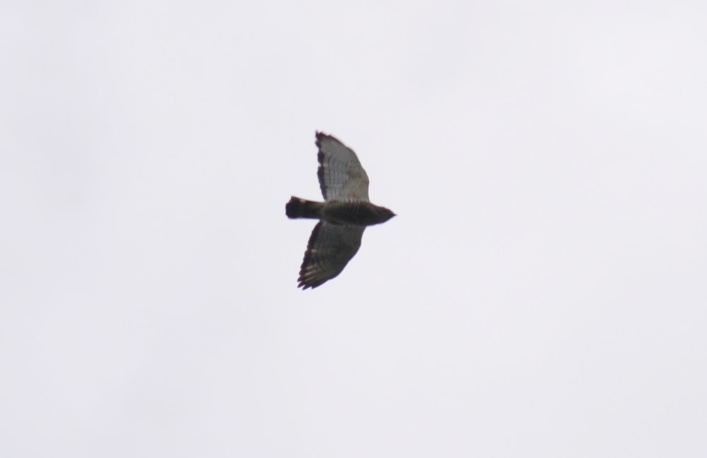 Broad-winged Hawk - ML102986801