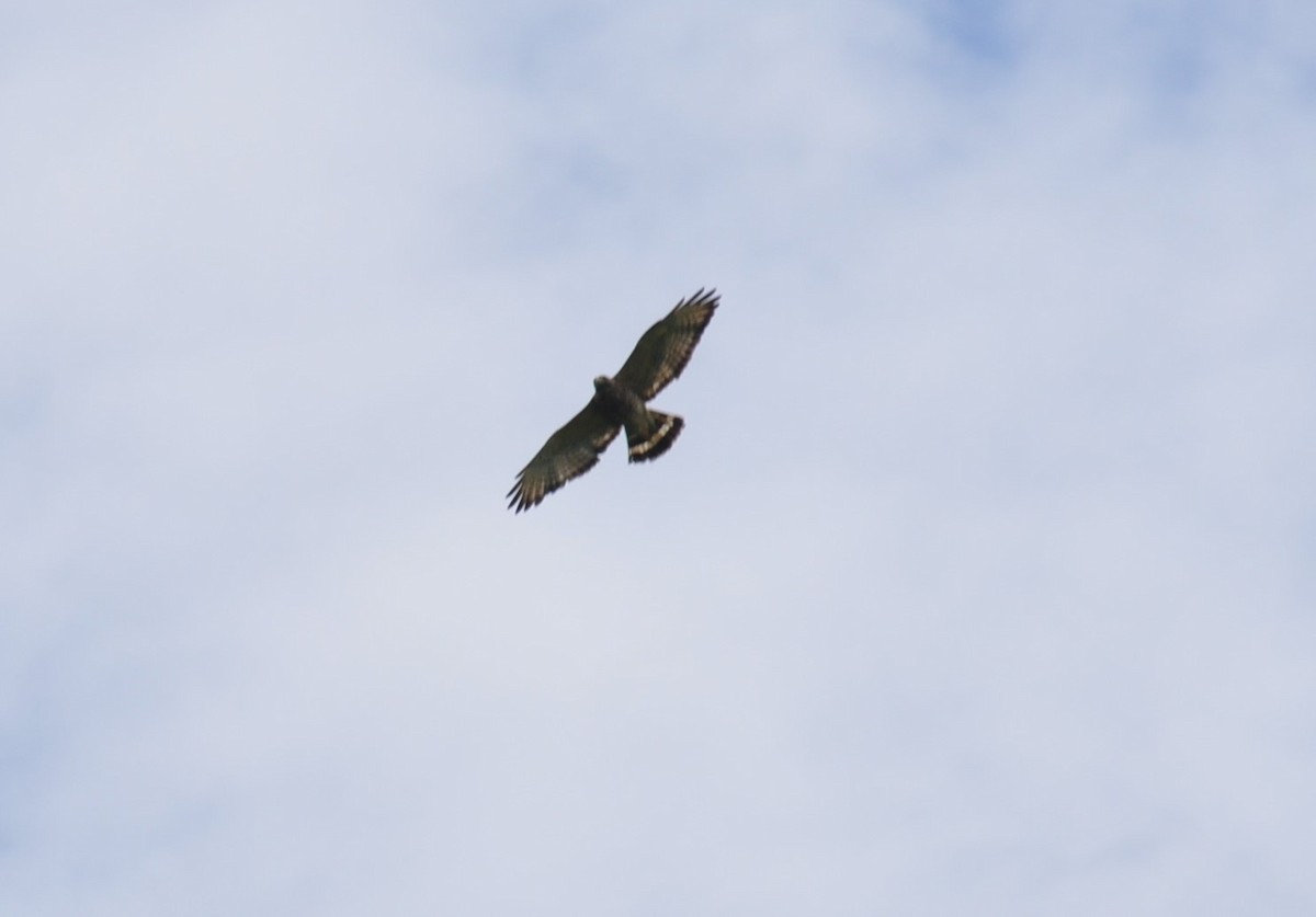 Broad-winged Hawk - ML102986811