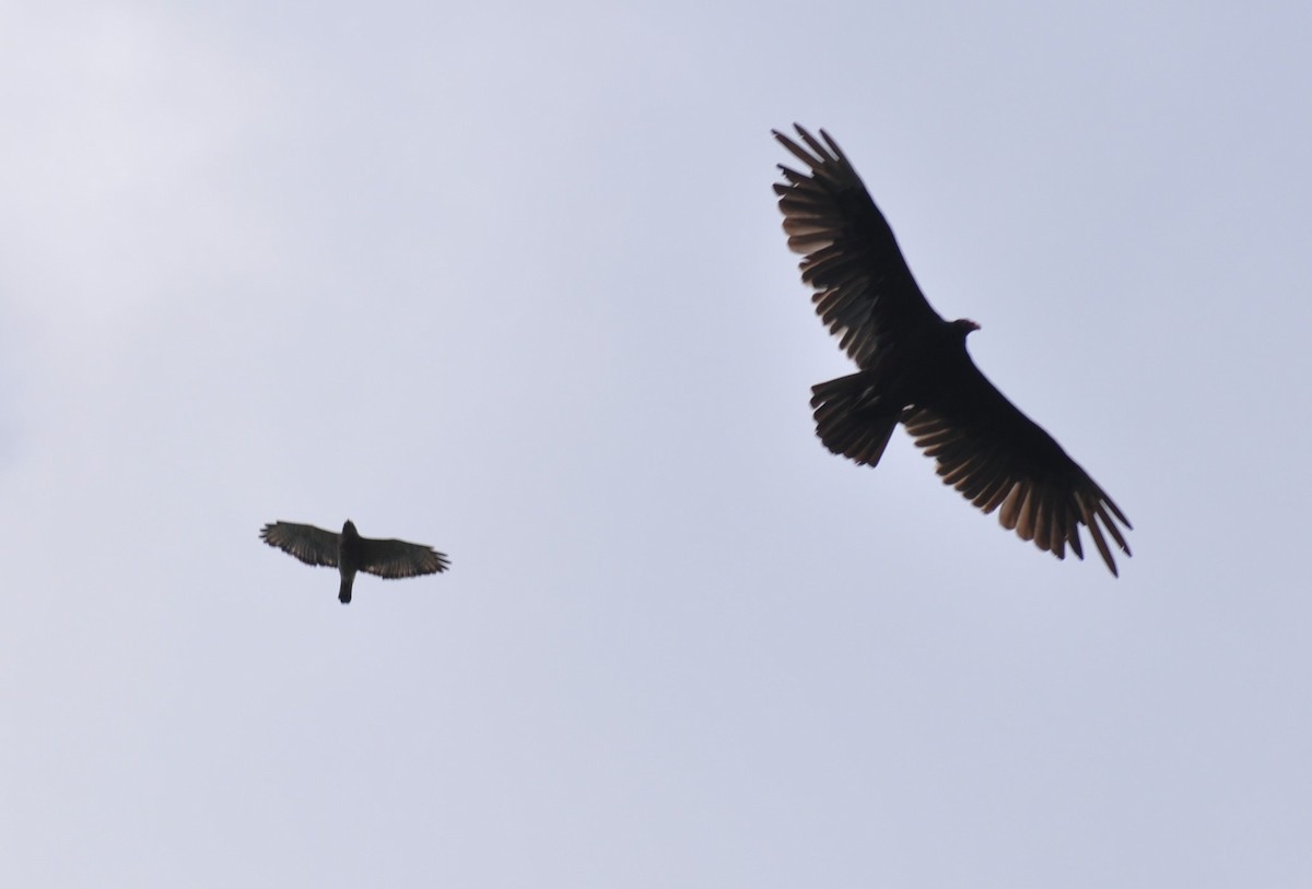 Broad-winged Hawk - ML102986821