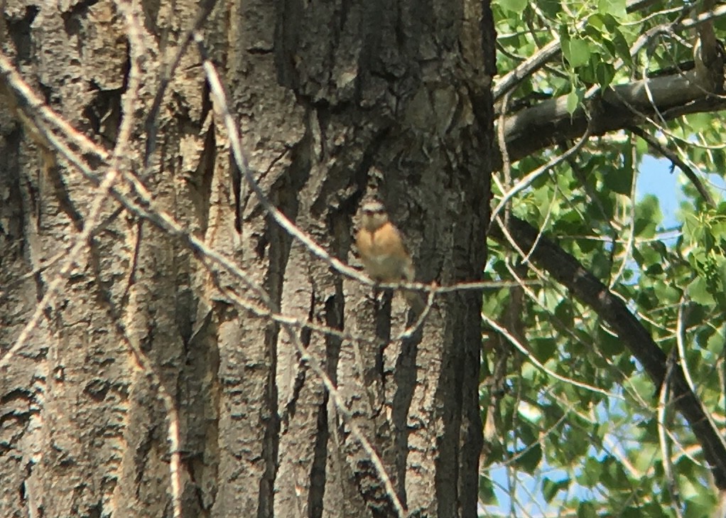 Eastern Bluebird - ML102989631