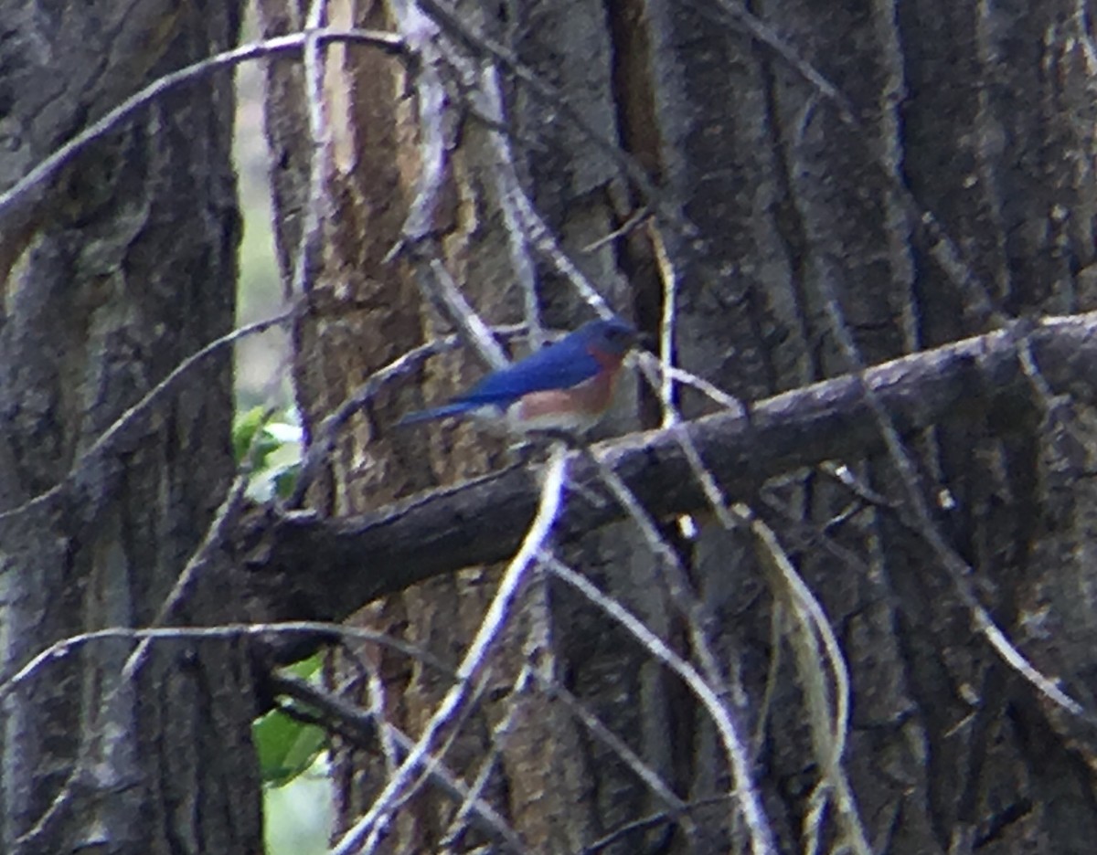 Eastern Bluebird - ML102989641