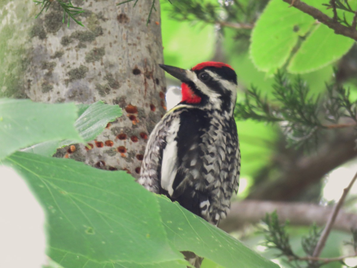 Yellow-bellied Sapsucker - ML102992511