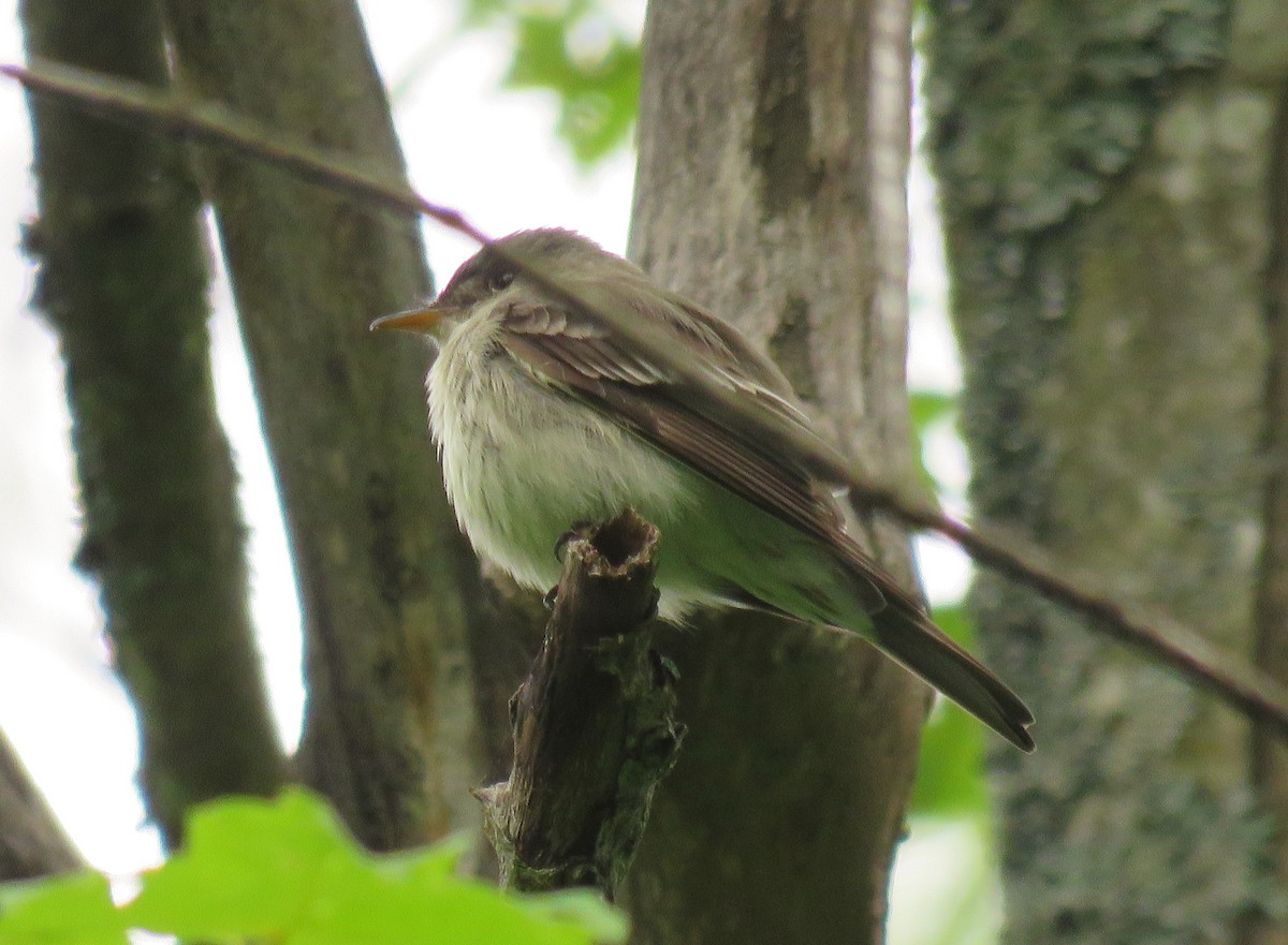 Eastern Wood-Pewee - ML102992521