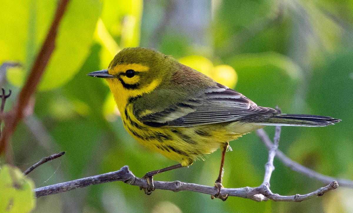 Prairie Warbler - Mel Senac