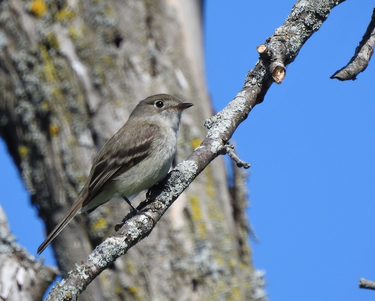 Alder Flycatcher - ML102994461