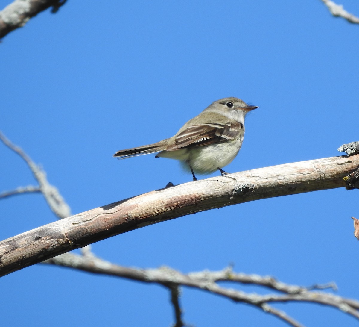 Alder Flycatcher - ML102994471