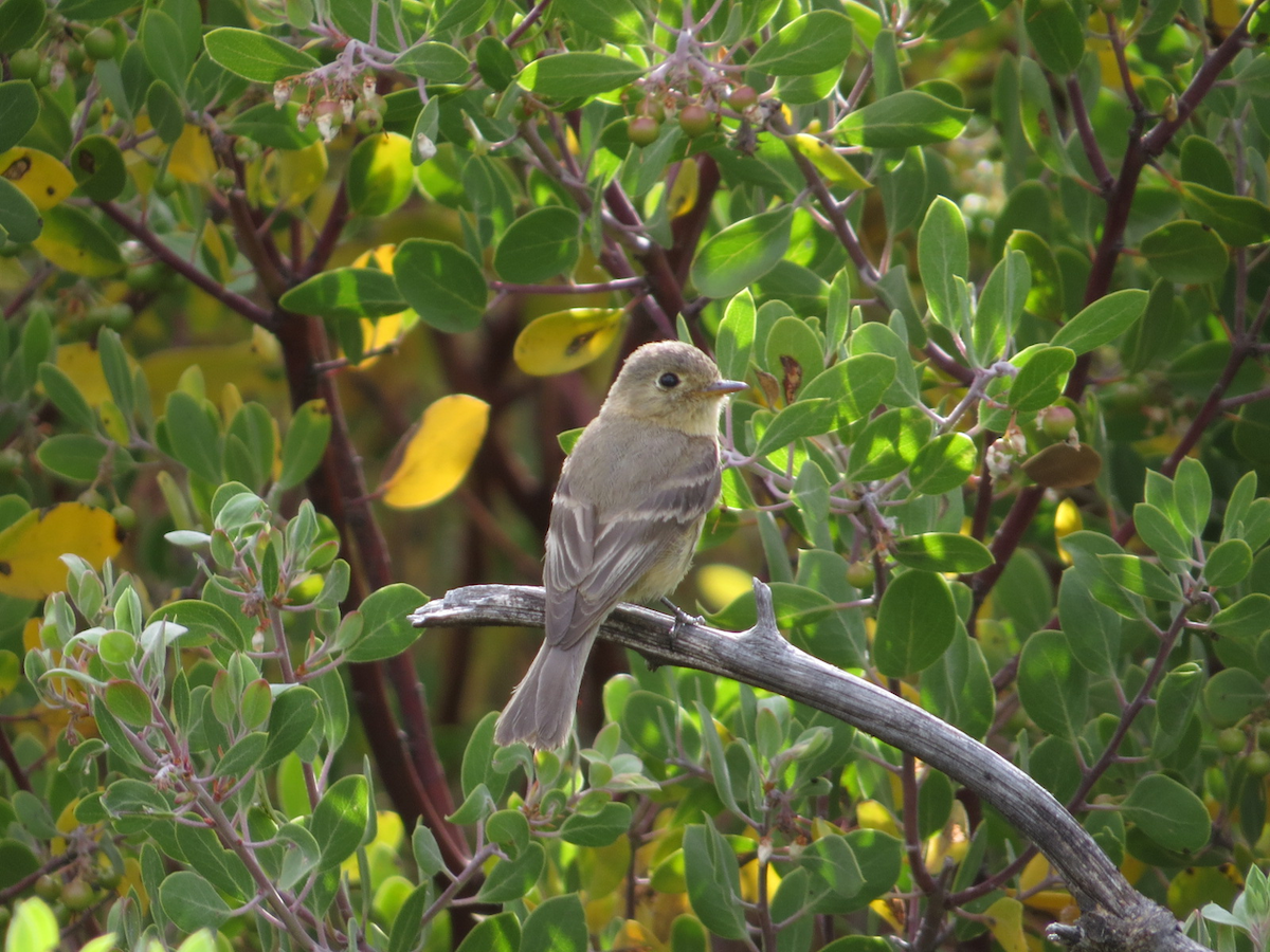 Buff-breasted Flycatcher - ML102995141