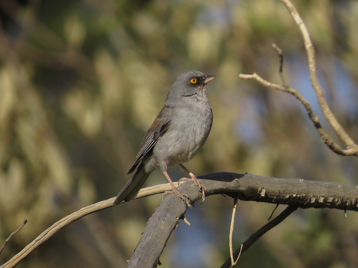 Junco aux yeux jaunes - ML102995961