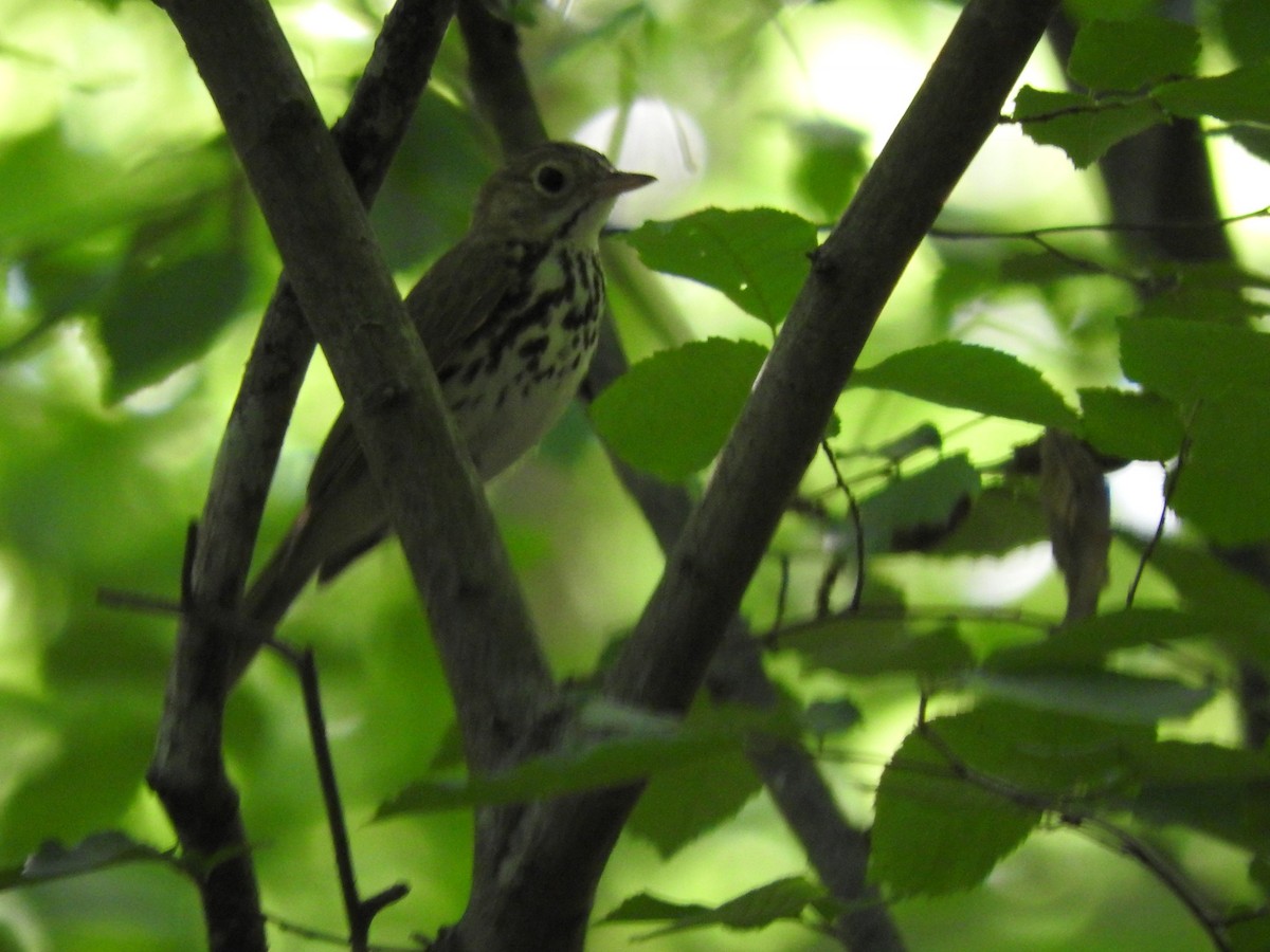 lesňáček zlatohlavý - ML102996021