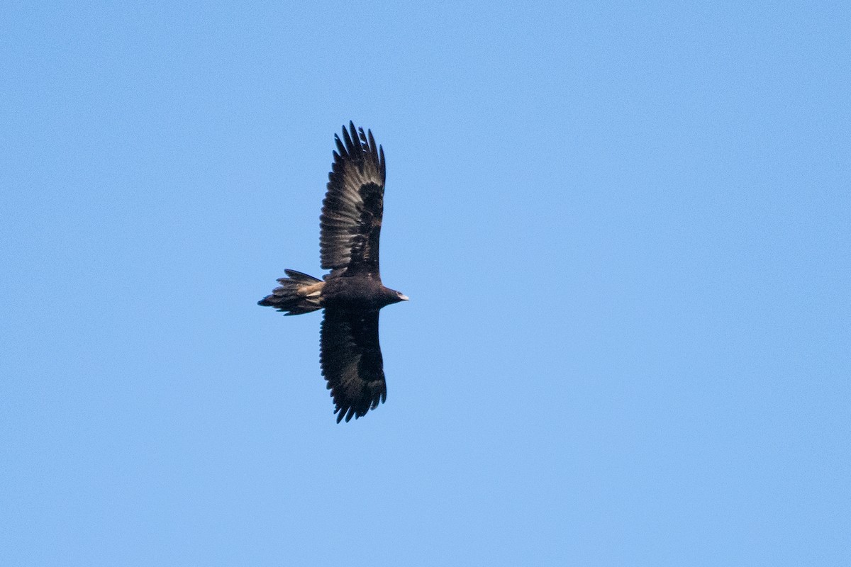 Wedge-tailed Eagle - ML102997251