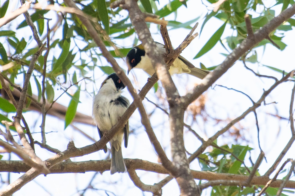 White-naped Honeyeater - ML102997271