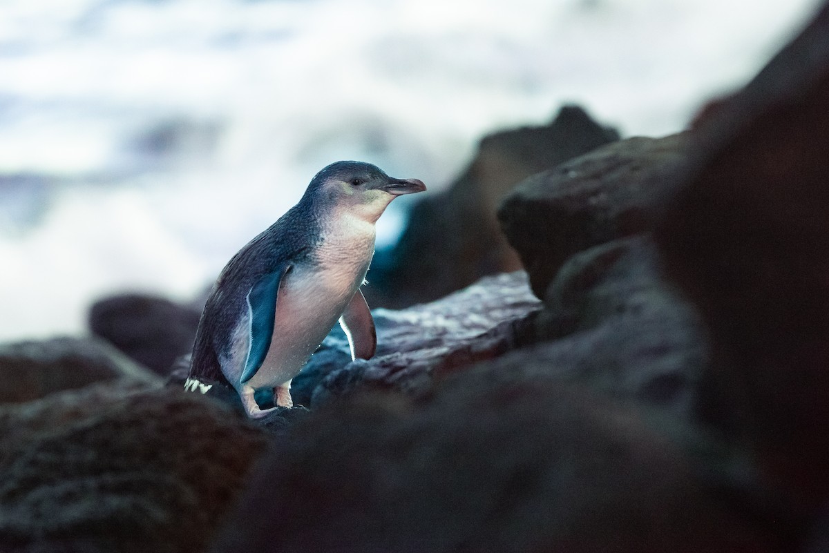 Little Penguin - ML102997761