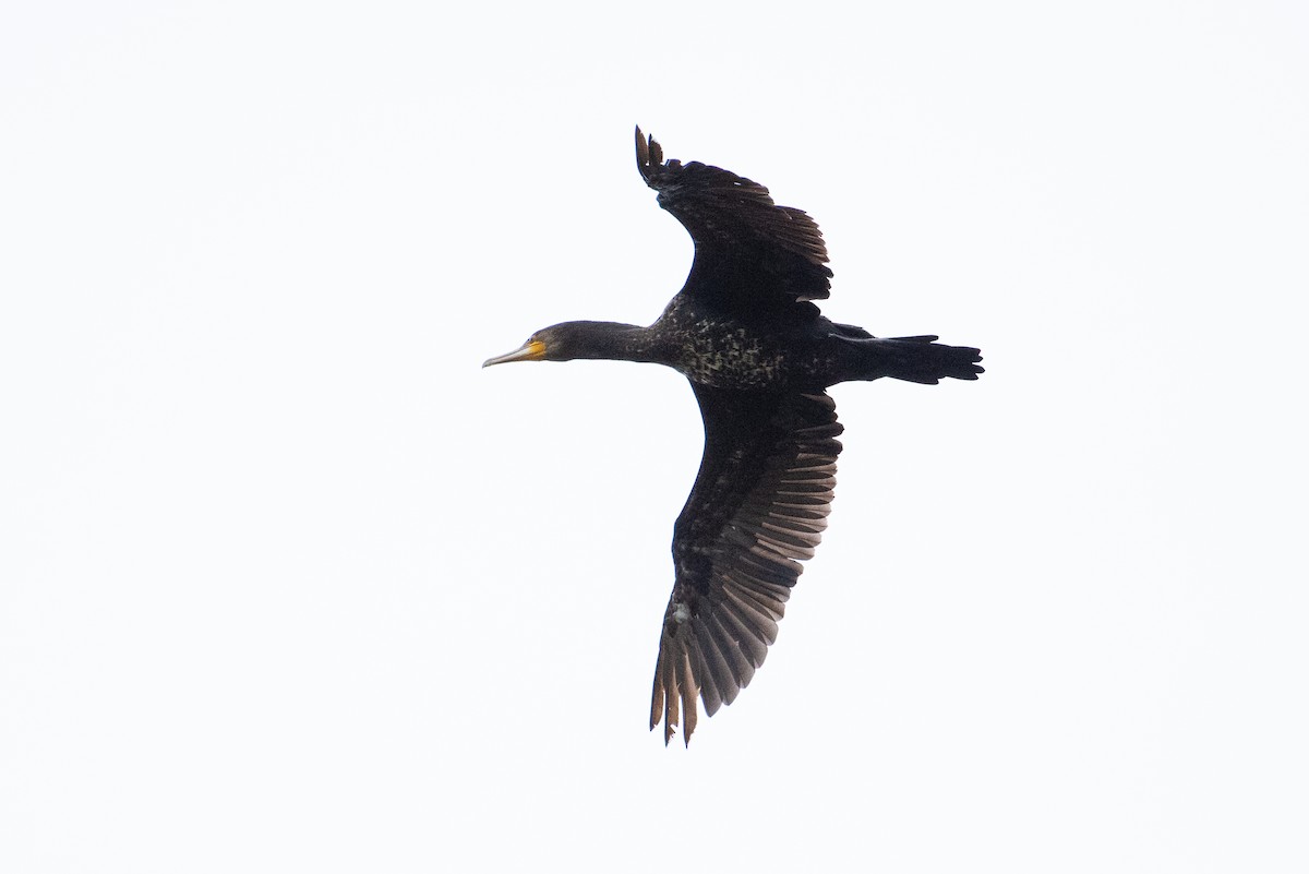 Kormoran - ML102998061