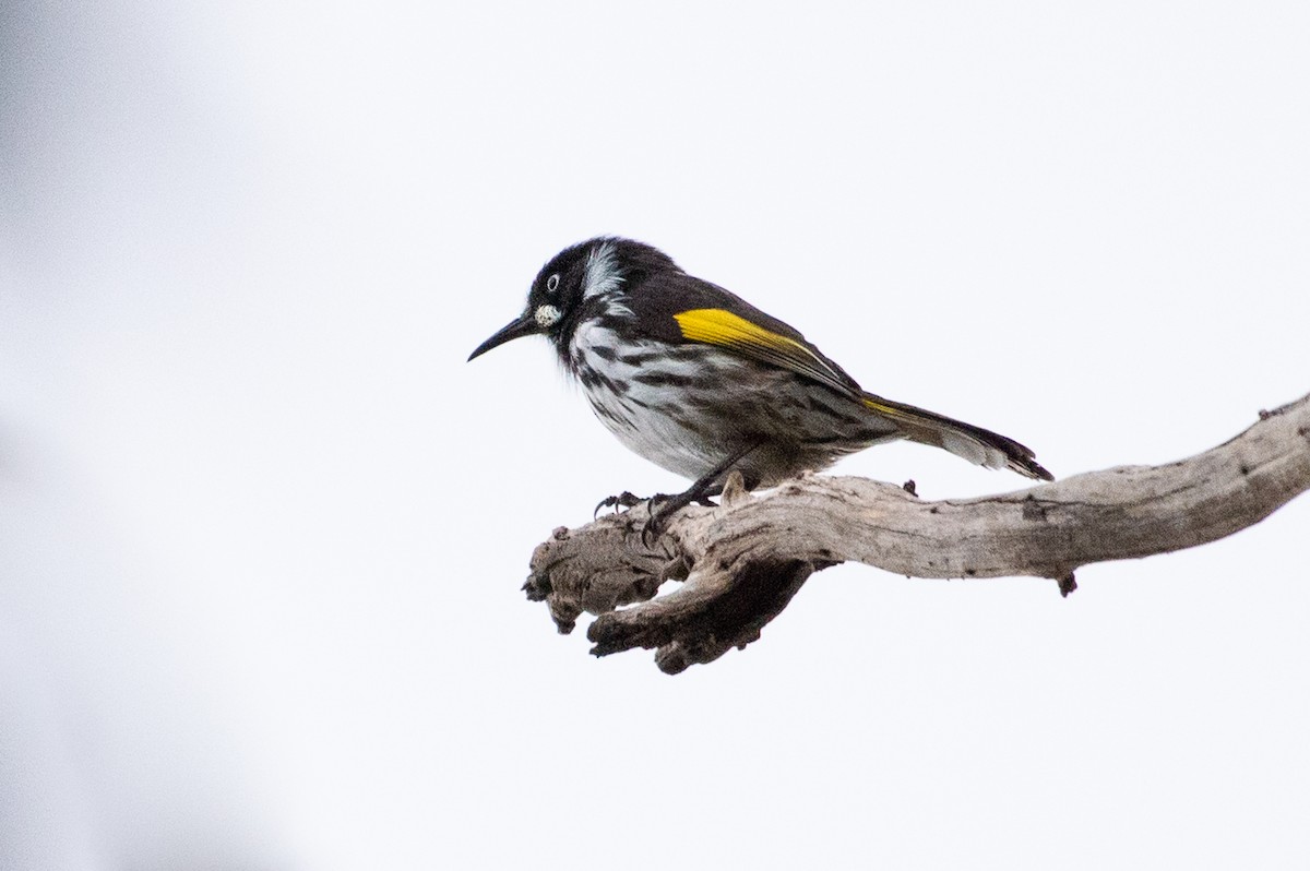 New Holland Honeyeater - ML102998301