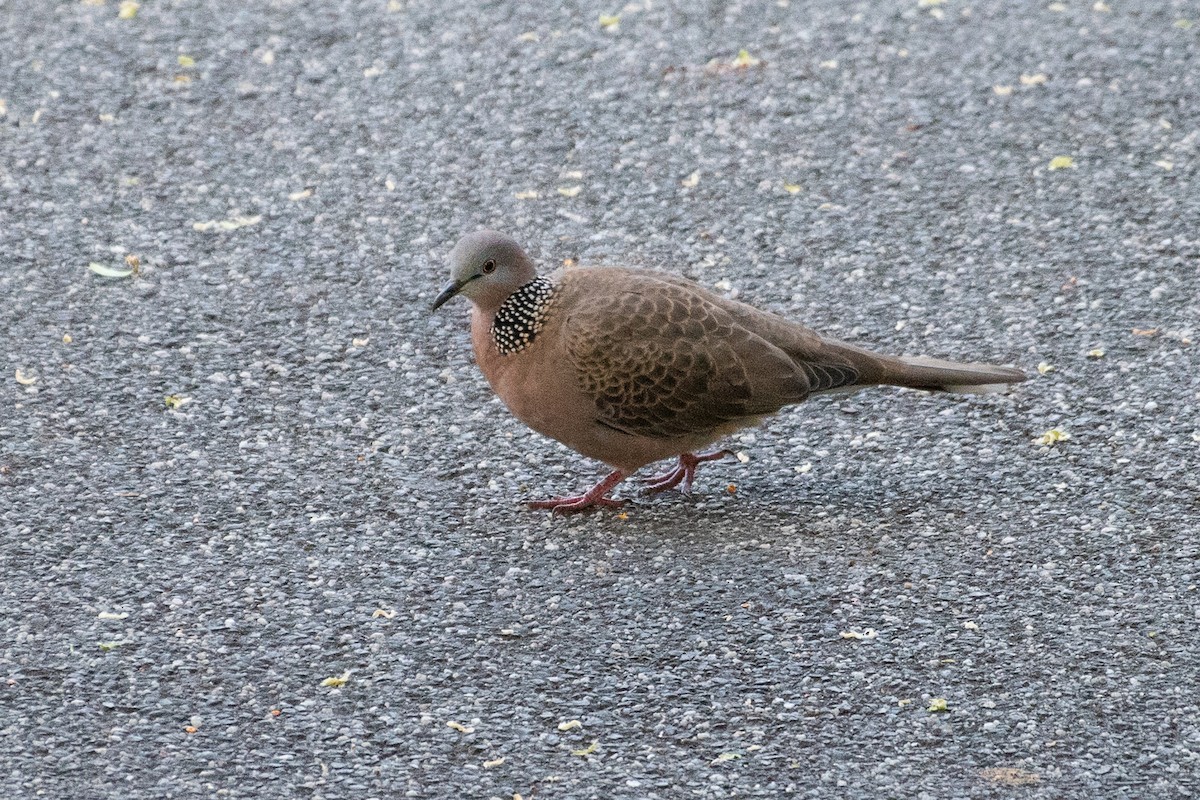 Spotted Dove - ML102999551